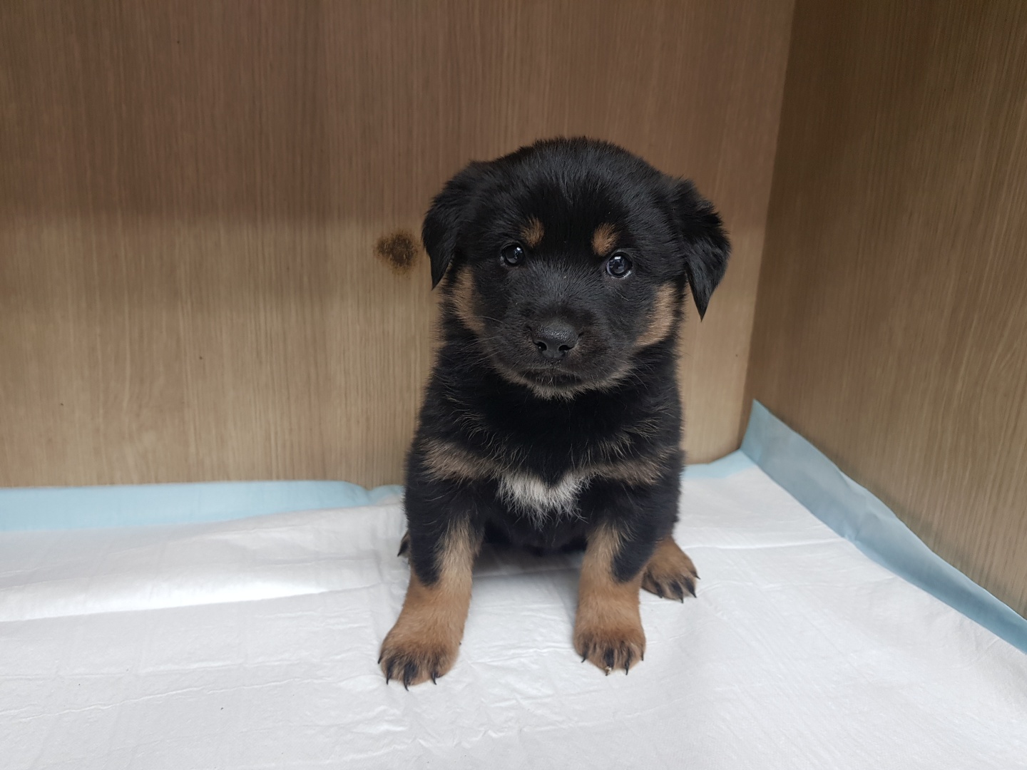 광주TNR동물병원송정_441554202300475